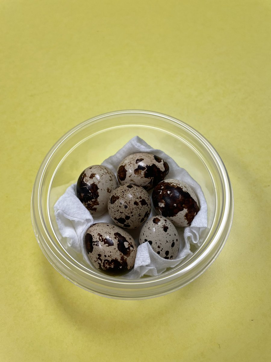 Brenna and I talk about the quail her family raises almost daily, and how beautiful the egg shells are. Today, I was gifted my very own quail eggs! #QuailMail