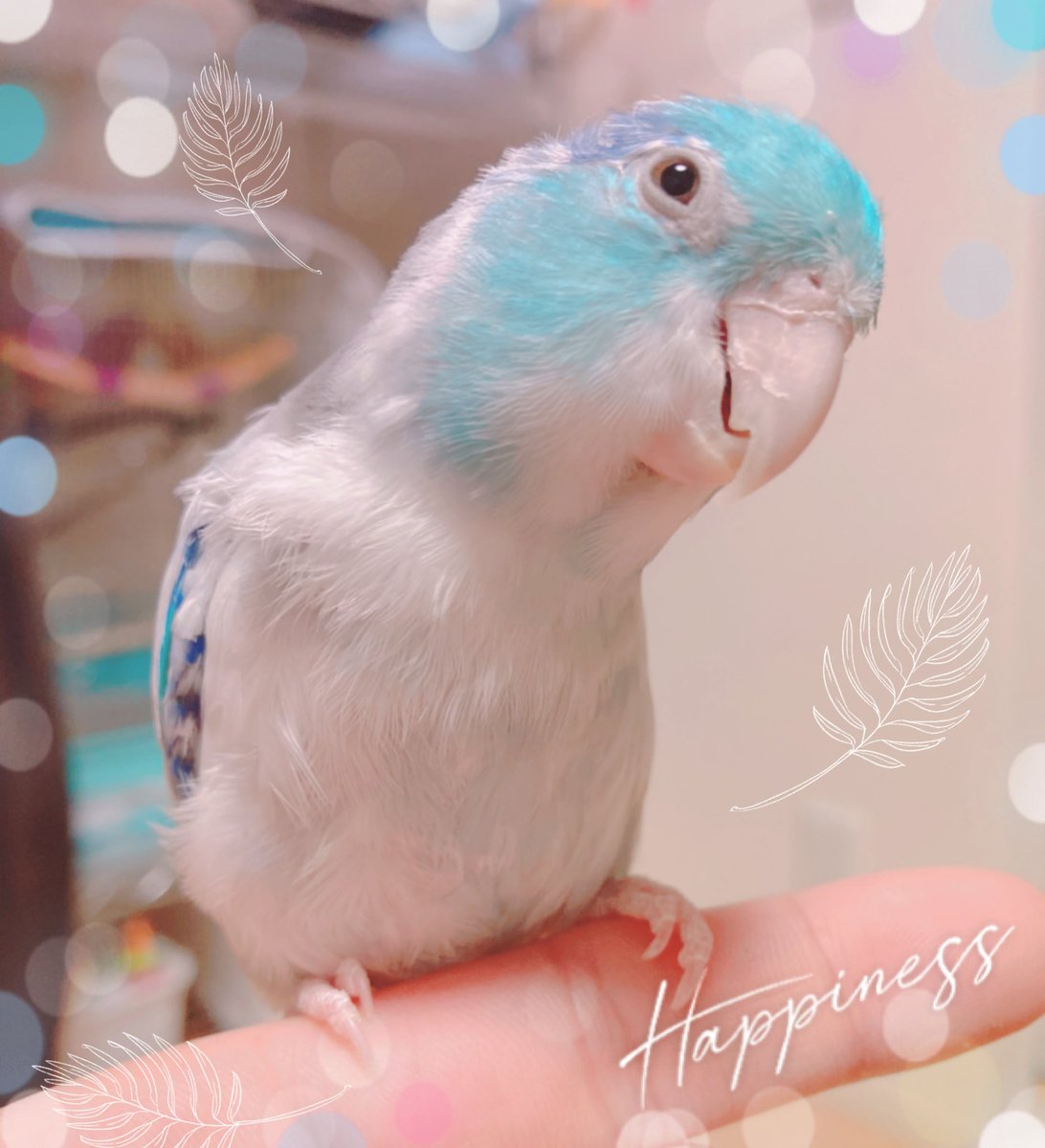 大変お久しぶりです✨
なんと今日は…

🎉ハロちゃんの９歳の誕生日です🎉

お祝いしてくださったらうれしいです🙏✨