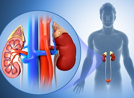 NabiullahPopal1's tweet photo. د پوښتورګي د تیږې علتونه
ډاکتر رحیم
یو مهم عامل یې په ادارار کې د کلیسم د اندازې زیاتېدل (اطراح کېدل) دی چې یا د پاراتایروئید غُدې په فعالیت کې چې د کلسیم د کنترول دنده پر غاړه لري د اخلال را منځته کیدل وي او یا هم په ډيره اندازه د کلسیم مصرف. https://t.co/h1v0LKtFVp