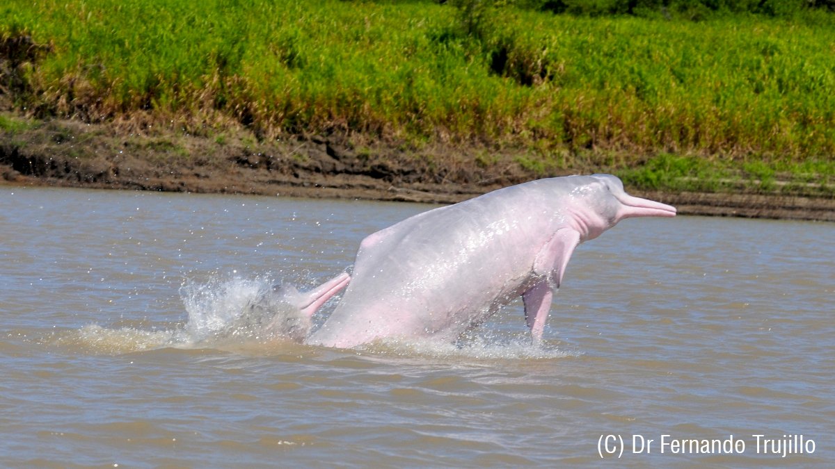 Wir wünschen euch einen #Wochenstart, so kunterbunt wie diese #Amazonas #Flussdelfine! 🐬🌈

🔍 Mehr Infos zu diesen farbenfrohen Delfinen in unserem #Artenführer: de.whales.org/wale-delfine/a…