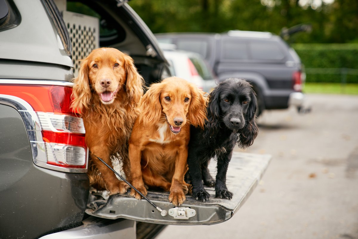 MastercardUK's tweet photo. Letโs raise the woof! The countdown to Goodwoofdogs is on! ๐ถโ
Who's excited to see lots of doggos tomorrow? ๐พ #goodwoofdogs #gwdogs_mars https://t.co/H8HkRaDZSY
