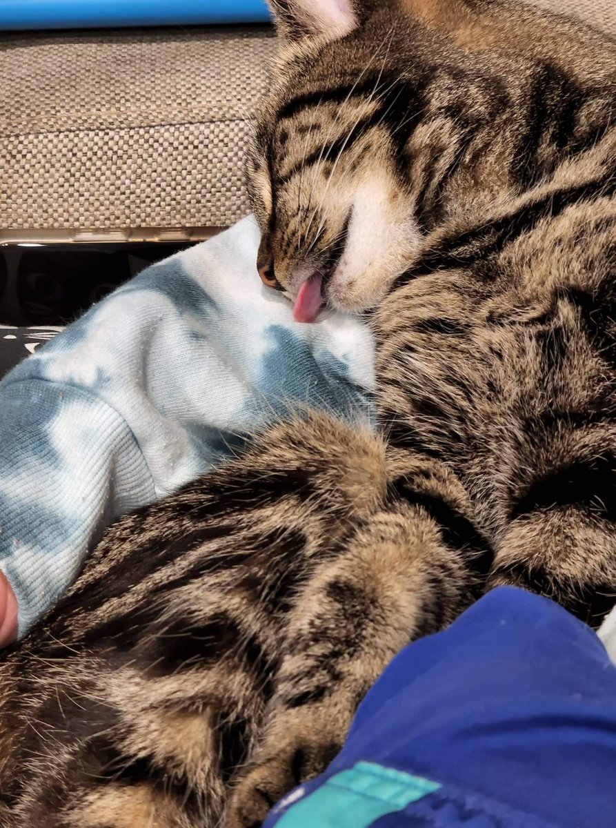 tatostweets's tweet photo. "You spoil that cat."
"Yeah, I do, it's a cat." It's not a person. What's the wost that can happen if you spoil a cat? It doesn't grow up to be fucking Boris Johnson.
- @rickygervais
🤣🤣🤣🤣
But also, same, mate. Same. https://t.co/CS6hDPNVNC