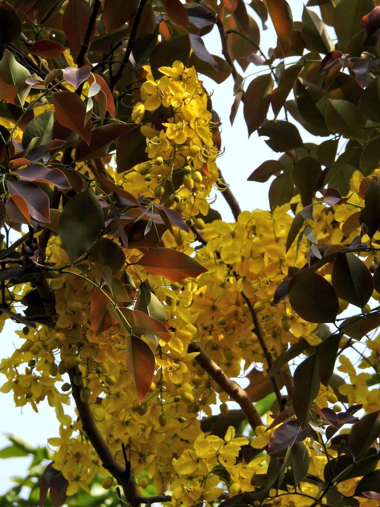 And some more Amaltas for <a href="/amaltas14/">@amaltas</a> 

Note that some trees have new, red leaves with the yellow blossoms! I found this tree in the jungle- meaning it planted itself ✨️

#wildlifeofDelhi