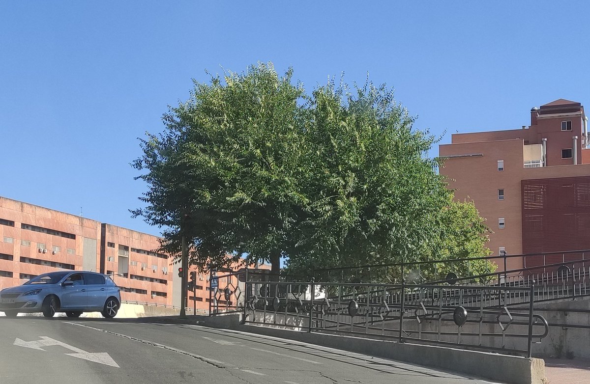 isabelmatasr's tweet photo. @Ayto_Sevilla Debajo de ese árbol hay un semáforo que apenas se ve, ¿Podríais podarlo? Gracias! En C/Rafael García Minguel con Ronda Padre Pío https://t.co/fCGGp9fQsU