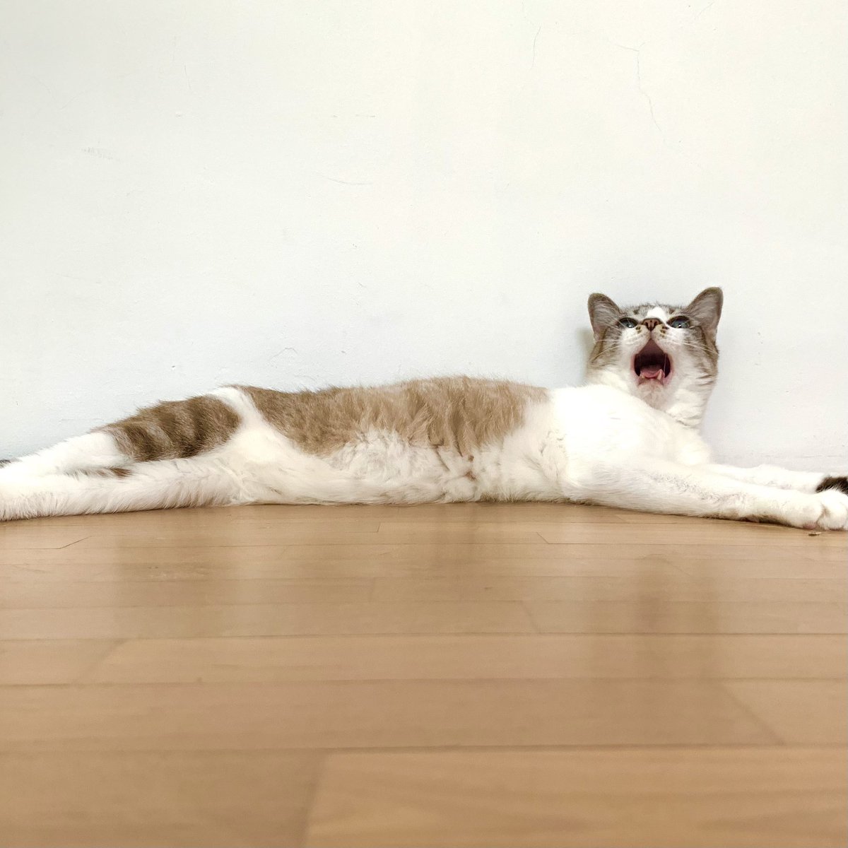 caketheking's tweet photo. Yawning-in-progress πΉ
#CatsOfTwitter #catsofbooksactually #yawningcats https://t.co/Ghgd9PMePP