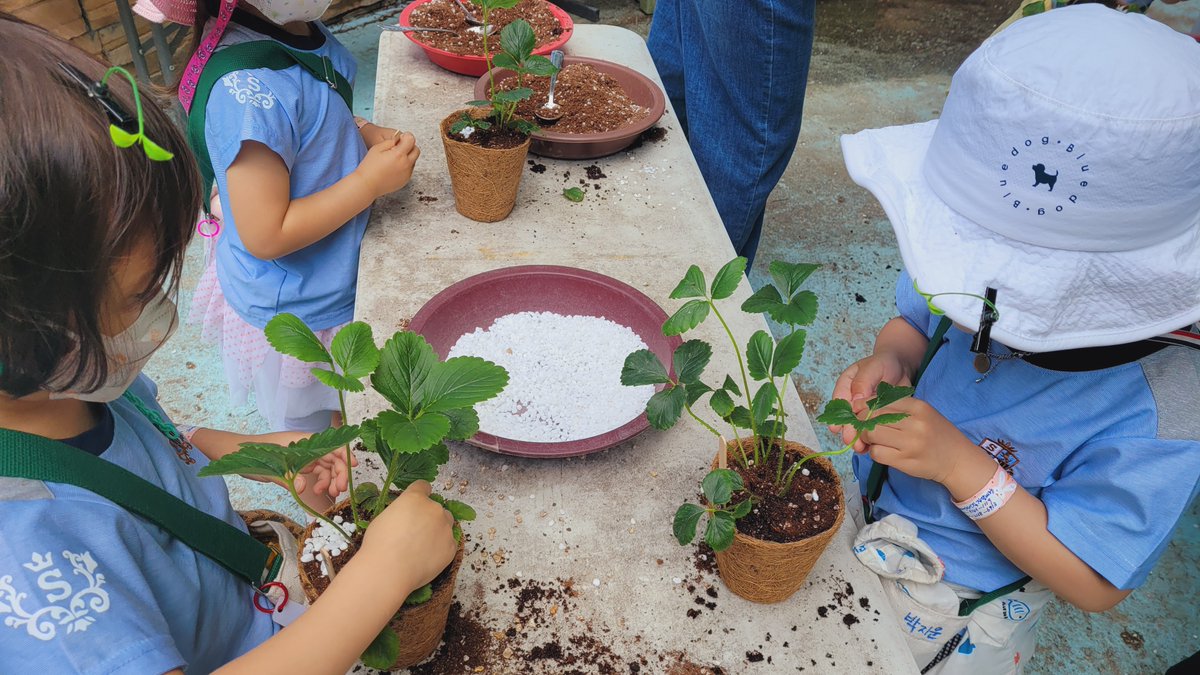 #성남시어린이급식관리지원센터 에서
마지막날 '채소야 친구하자' 프로그램이 진행되었습니다😚
HP판교어린이집, 백현하나어린이집 친구들이
키친가든에서 다양한 채소들을 관찰해보고
딸기 모종을 심어본 후
오감체험장에서 김치를 만들어봤어요
귀여운 친구들의 모습을 사진으로 만나러 가볼까요?💛