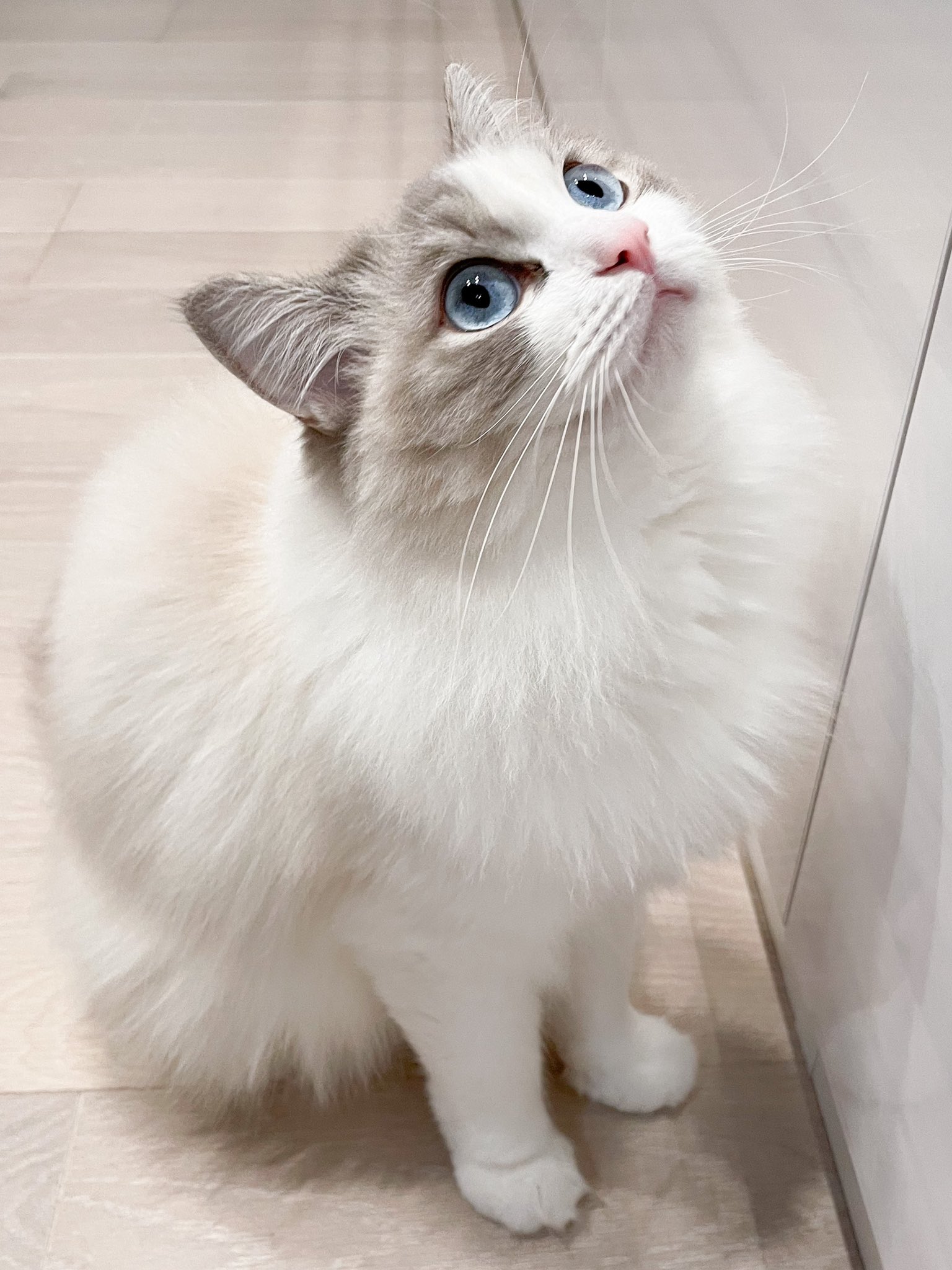 海 カイ ラグドール 猫 Cat 魚を焼いてるオーブンを見つめる猫 T Co K1ehparaf9 Twitter
