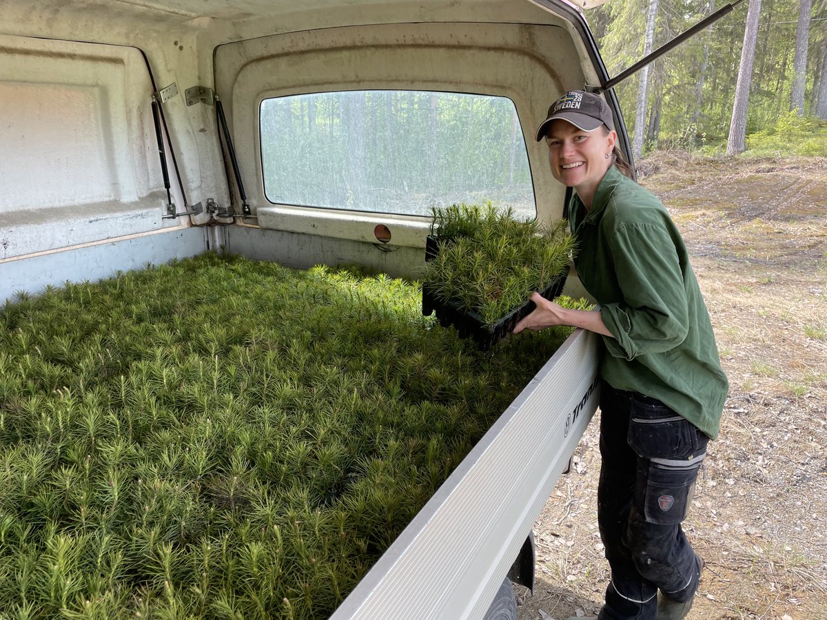 BjornFerry's tweet photo. Heidi njuter av att knäcka mig.
#plantering https://t.co/feLVblbfGr