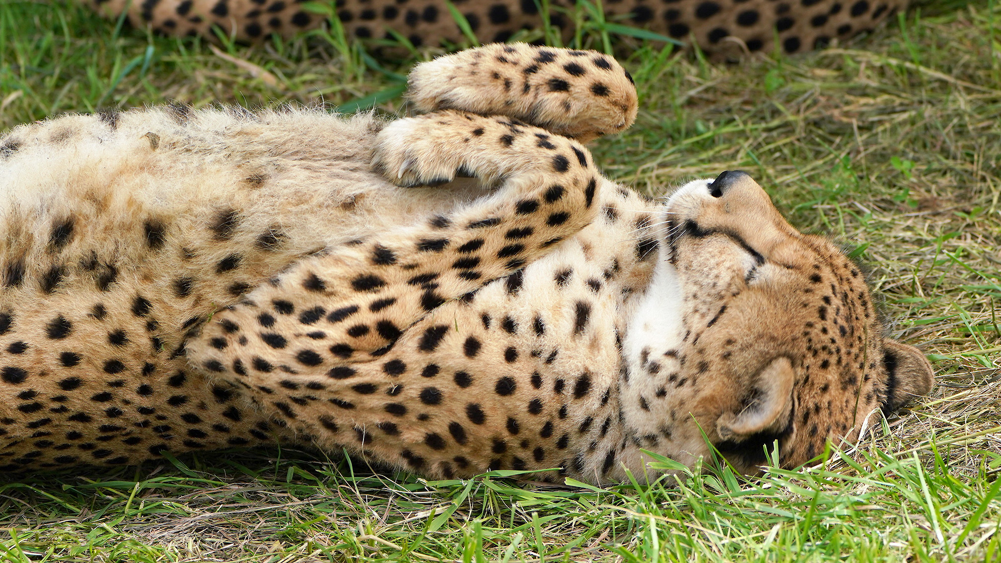 WWF チーターヒョウ 猫科大型ぬいぐるみお座り WWF チーターヒョウ 猫科大型ぬいぐるみお座り - メルカリ