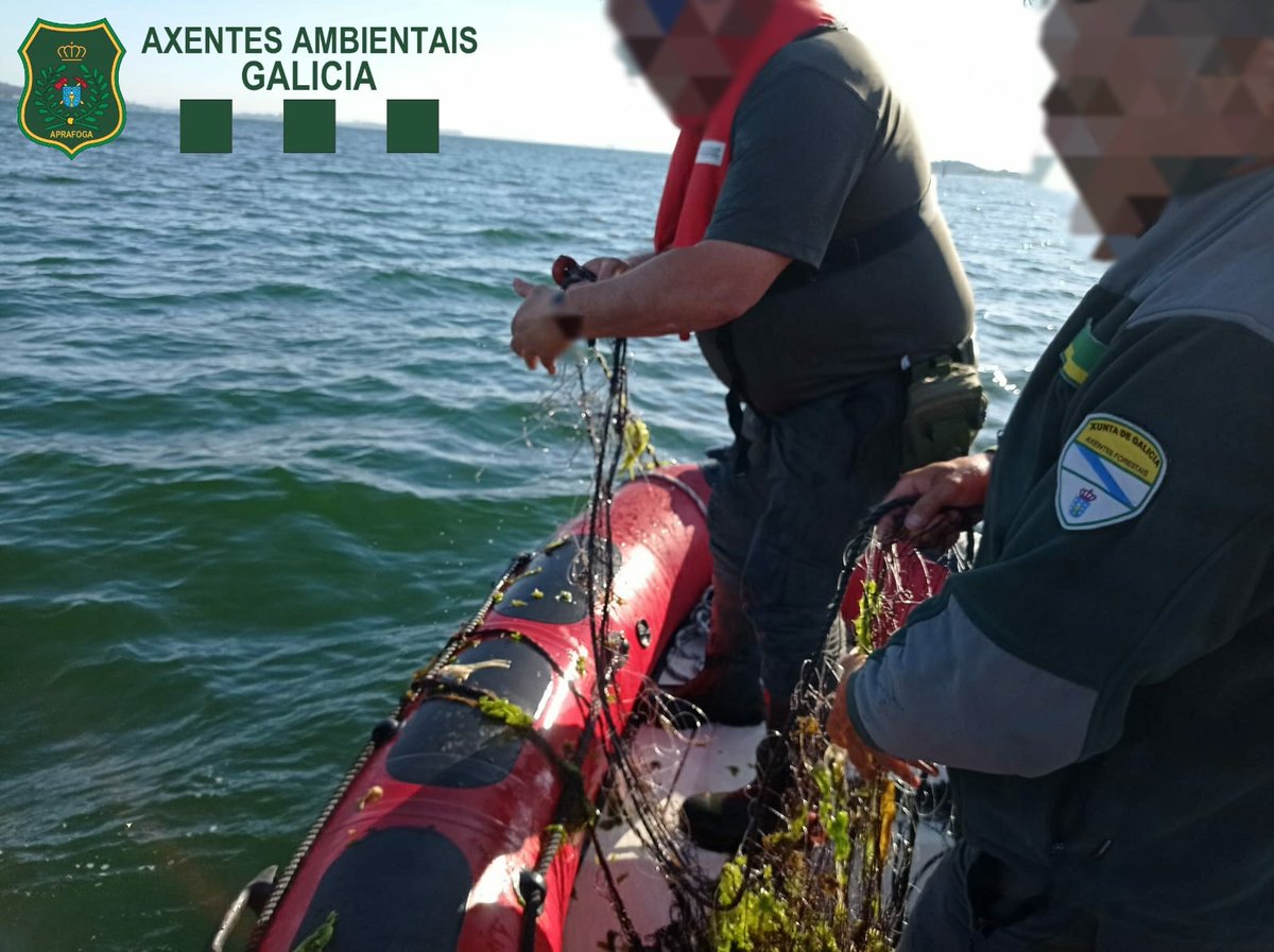 APRAFOGA's tweet image. 👮🏻‍♀️👮🏻‍♂️#AxentesAmbientais @Xunta do localizan e retiran un trasmallo da desembocadura do río Ulla. A embarcación que o largou foi identificada e 📝denunciouse ao patrón. Liberáronse as 🐟especies capturadas e comisouse a arte de pesca.
#PolicíaMedioambiental