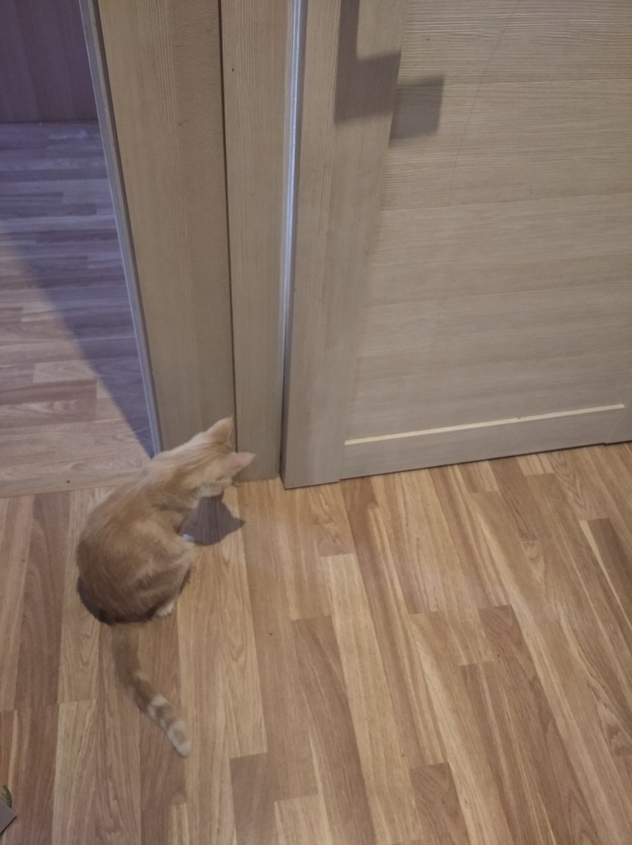 Нет котеночек, в ту комнату нельзя ты пойдешь срать в цветок, я знаю 😐