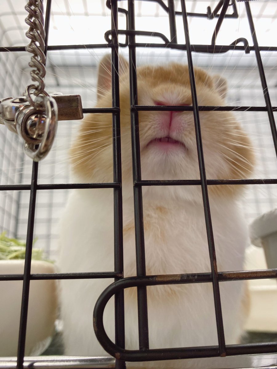 sippo_ebisu's tweet photo. よく見ると？？🦷🦷

#うさぎ　#ネザーランドドワーフ　#ブロークンオレンジ　#プリティな歯　#可愛い過ぎる　#うさぎのしっぽ恵比寿店　#rabbit   #netherlandsdwarf   #brokenorange   #prettyteeth https://t.co/77scYVaWbu