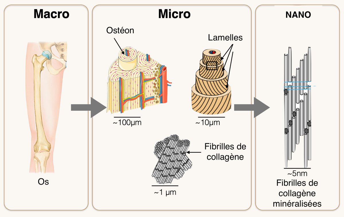Mathématiques et biomécanique : une histoire d’os !
insmi.cnrs.fr/fr/cnrsinfo/me… Comprendre, par les  mathématiques, le processus complexe de formation d'une partie élémentaire de l'os, et l'impact sur ses propriétés mécaniques à l'échelle macroscopique

<a href="/CNRS/">CNRS 🌍</a> @INSMI_CNRS <a href="/lpmenjouet/">Laurent Pujo-Menjouet</a>