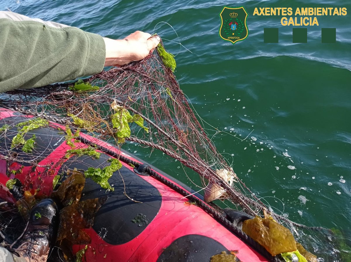 APRAFOGA's tweet image. 👮🏻‍♀️👮🏻‍♂️#AxentesAmbientais @Xunta do localizan e retiran un trasmallo da desembocadura do río Ulla. A embarcación que o largou foi identificada e 📝denunciouse ao patrón. Liberáronse as 🐟especies capturadas e comisouse a arte de pesca.
#PolicíaMedioambiental