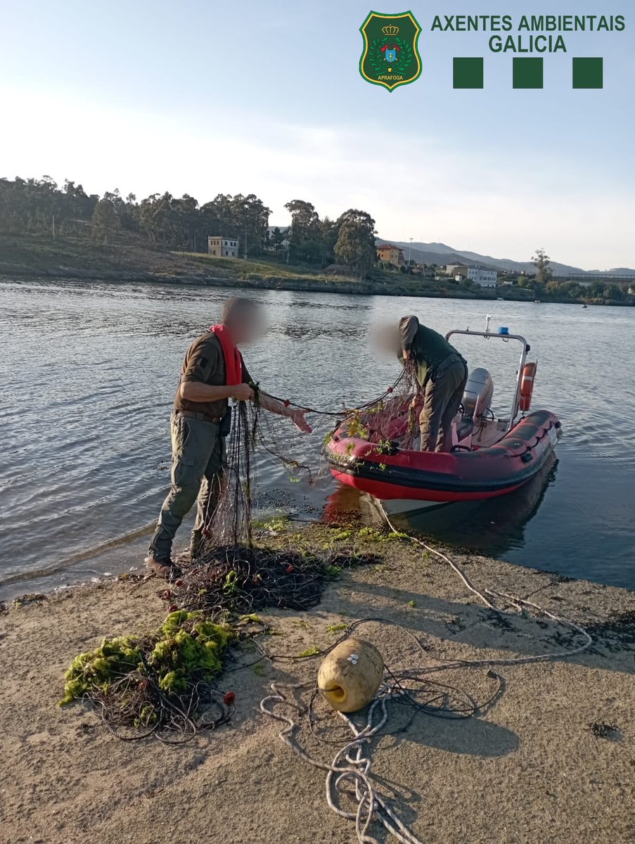 APRAFOGA's tweet image. 👮🏻‍♀️👮🏻‍♂️#AxentesAmbientais @Xunta do localizan e retiran un trasmallo da desembocadura do río Ulla. A embarcación que o largou foi identificada e 📝denunciouse ao patrón. Liberáronse as 🐟especies capturadas e comisouse a arte de pesca.
#PolicíaMedioambiental
