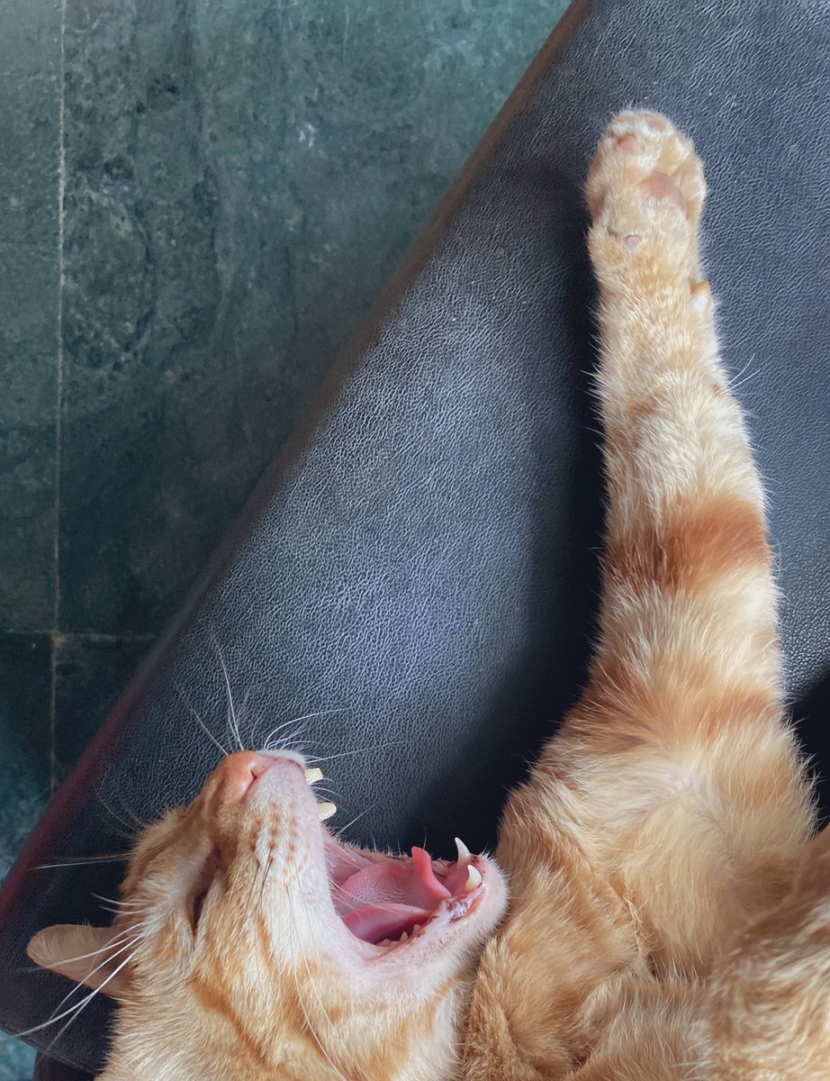 limonstory's tweet photo. Summer break:

Our studio will be closed from the 30th of May to the 15th of June. 
We open on Thursday, the 16th. 🌞 ⏳ https://t.co/X2eKJqdQku