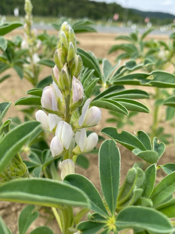 KISinstitut's tweet photo. A quick hello from our screenhouse 👋 @pulses_increase lupins are growing very fast 🤩 Meanwhile, we also recorded the first flowers of white lupin in a pilot field trial under natural growing conditions 🤗 #PulsesINCREASE #legumes #lupine https://t.co/EnwFWHq3Zt