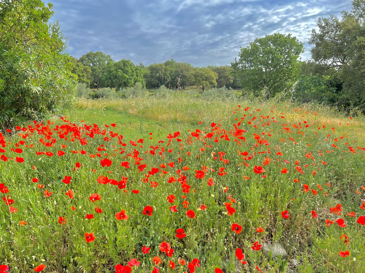 Monet in Toscana! ⠀

#breathtakingviews #valdonica #maremma #toscana #vino #winelover #winetasting #winetime #winery #wineoclock #winetour #instawine #tuscany #italy #italianwine #visittuscany #organicwine #organicwinery #vermentino #sangiovese #wineenthusiast #winetravel #wine