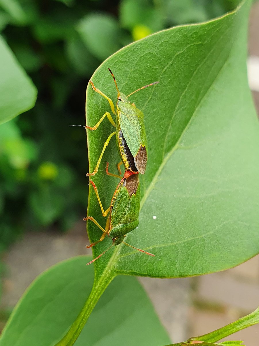 HeystekJ's tweet photo. Amazing. Working on family expansion ย #Palomenaprasina #greenbug #groeneschildwants #insect #insekten #photography #photooftheday #photographer #macrophotography #PhotoChallenge2022May #PhotoFriday #photoshoot #Foto #fotografie #fotografia #fotografรญa #nature #NaturePhotography https://t.co/ONGCBonRL4