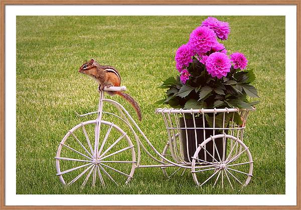 It's #Friday & #nationalroadtripday ! #BuyIntoArt & get ready for your #roadtrip this #summer!  Are you ready?  This chipmunk is! #weekendvibes #FridayFeeling fineartamerica.com/featured/road-… @RoadTripTV @RoadtripNation @NatGeoTravel @Tripadvisor