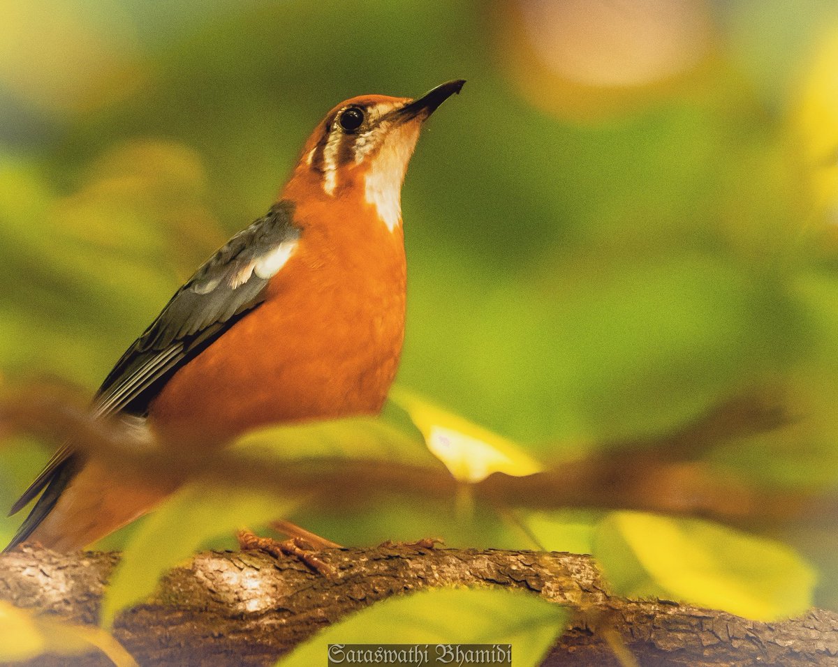 Orange-headed Thrush
Geokichla citrina
#TwitterNatureCommunity @birdcountindia  #birdphotography #birdwatching  #BirdTwitter @IndiAves @ThePhotoHour #Forestbirds 
#hyderabad 
#Hbp359 #BirdsSeenIn2022 @orientbirdclub @callingallbirds #Vikarabad #ananthagirihills