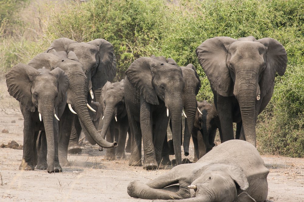 stae_elephants's tweet image. Death and grieving are important for elephants. The herd supports and brings food to an ailing member. If it is near the end, the herd falls silent. They mourn and pay respects to their dead and may bury it. Those who were especially close often show signs of depression. #elefact