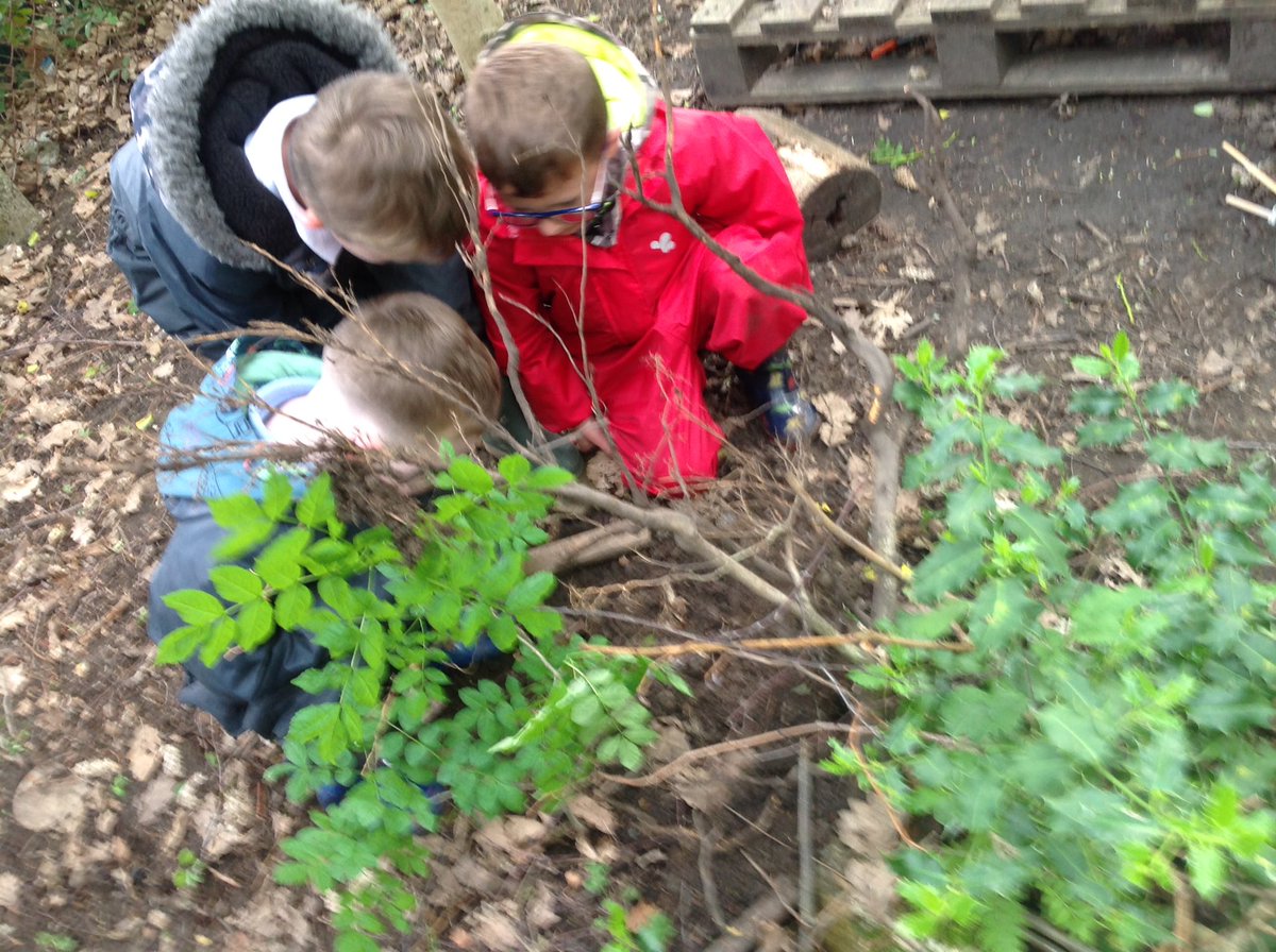 fletcher_fs's tweet photo. @wild_bank Foundation stage @trust victorious have been busy investigating a fallen tree in our forest. We have found lots of worms and other insects amongst the tree roots. https://t.co/b1zhrl4OI3
