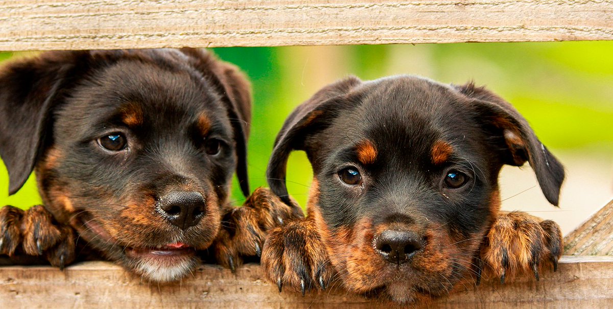 ¿Pueden comer sandía los perros? Según el Centro de Control de Envenenamiento de Animal, Pet Poison Helpline, los caninos sí pueden comer sandía, pero controlando las cantidades. ¡Descubre todo tipo de 
snacks en nuestra web! 🐶🍉

#adorableanimals #doglife #animals