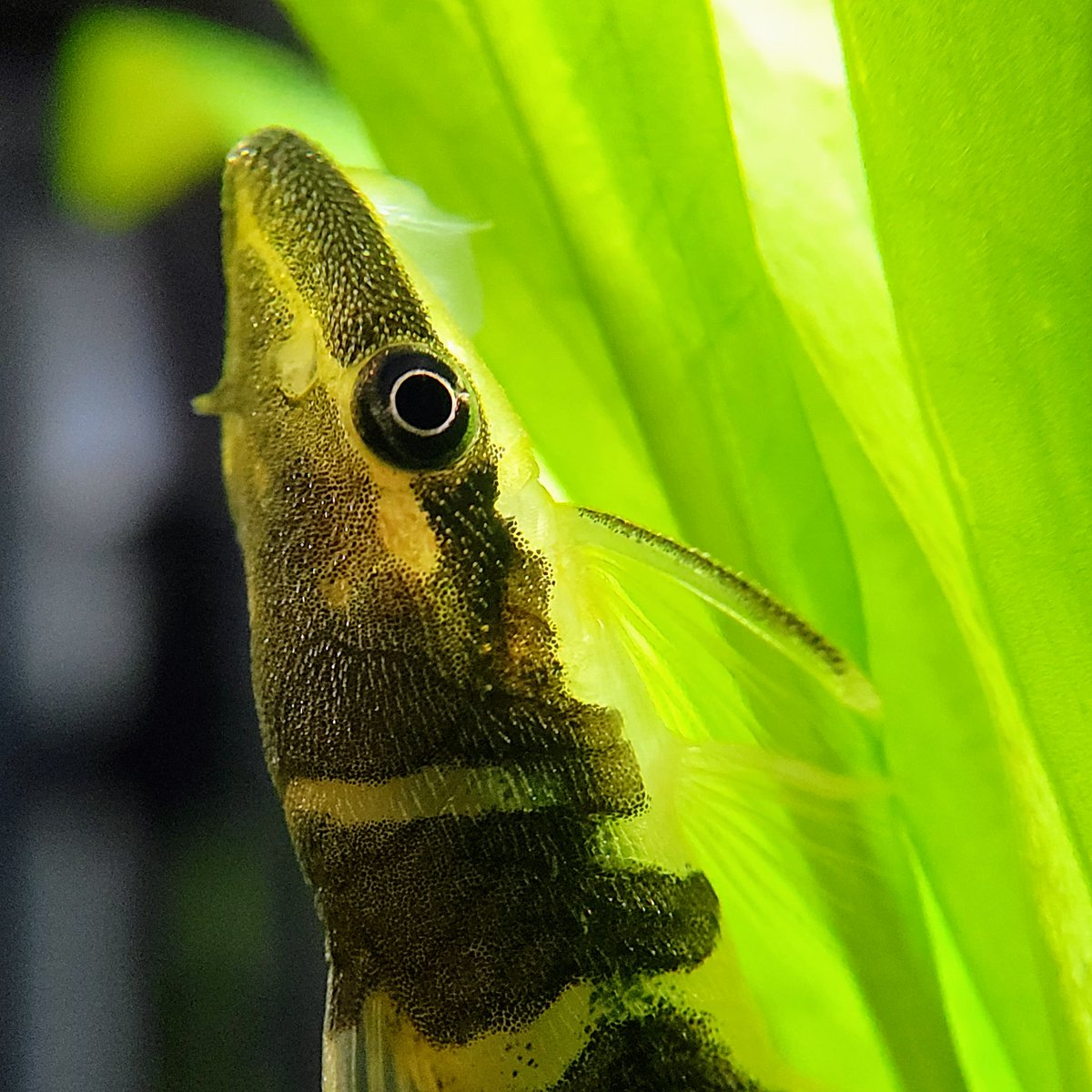 WhiteCocama's tweet photo. Otocinclus cocama 

良い週末をお過ごし下さい😉✨

#アクアリウム
#ゼブラオトシン https://t.co/OvKpzw5CXb