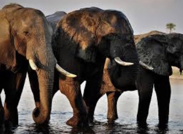 NNehoreka's tweet photo. Botswana and Zimbabwe between them hold 230 000 elephants, 215 000 more  than the rest of Africa.

But Europeans in @CITES, who don’t have a single elephant, are dictating what Zimbabwe &amp; Botswana should do about their elephants. People who destroyed their wildlife hectoring us?? https://t.co/ThUNt9Gapc