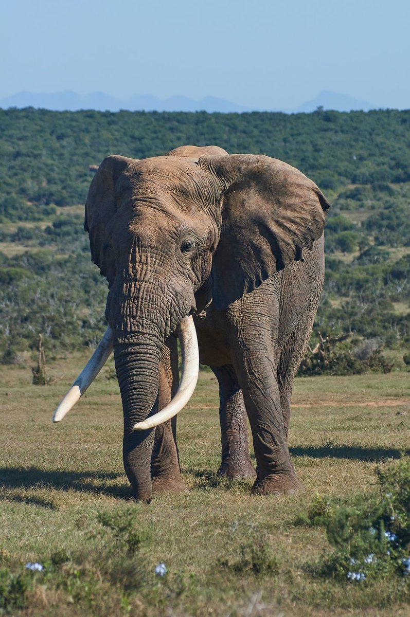 NNehoreka's tweet photo. Botswana and Zimbabwe between them hold 230 000 elephants, 215 000 more  than the rest of Africa.

But Europeans in @CITES, who don’t have a single elephant, are dictating what Zimbabwe &amp; Botswana should do about their elephants. People who destroyed their wildlife hectoring us?? https://t.co/ThUNt9Gapc