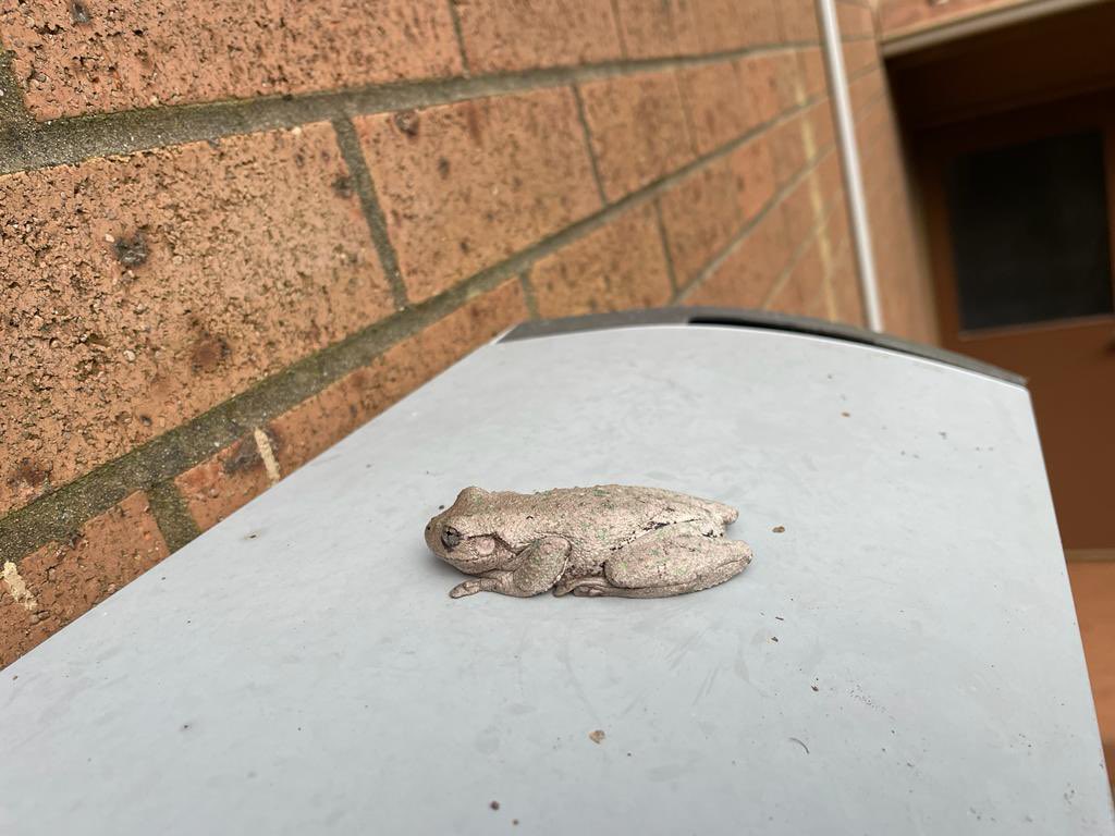 CoughItUp1's tweet photo. Hey herp folks, can you help me ID this frog/toad? Pic taken in the Jervis Bay Area. @jodirowley @austmus https://t.co/r7VQn4nQSB