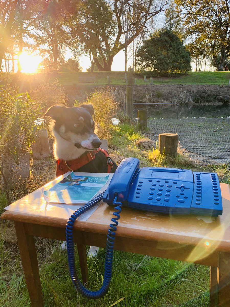 eljaguarcomedy's tweet photo. Outdoor office Friday. #riverphones #dogsoftwitter #chchdogs #nzdogs #weratedogs #becopets https://t.co/ey8s1xkMvz