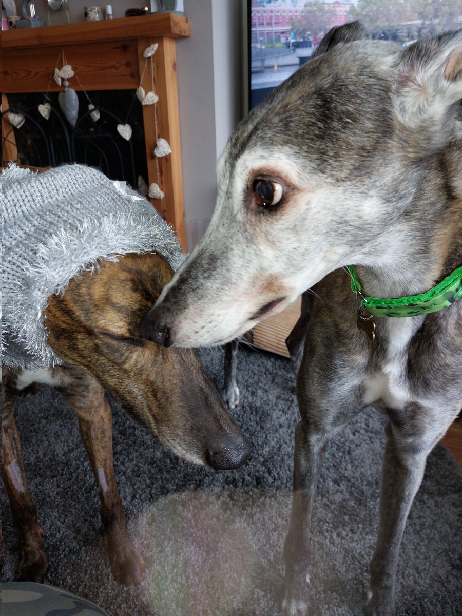 Oscar & Ruby 🐾 Daragh 🌈 Coco 🌈 tweet media