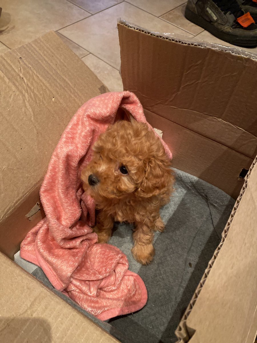 mishapolev812's tweet photo. Guys, our big #posse family, please welcome my new best friend to the family. After long time thinking, I decided to name this beauty Possi, Pos short one. I am so happy rn! She is my little lab assistant! 🧪❤️@luuminize @ggDaydreams #pssssd #possessednft @whatthefurr #psssd https://t.co/mwGCfvunop