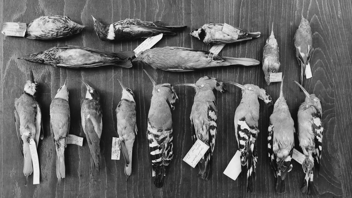ZooKeys_Journal's tweet photo. 🐦The #bird skin collection of the Zoological Museum of @UnivBabesBolyai in Romania is unique in the region for its variety rich history. With 925 specimens collected between 1859 and 2021, specimen data is made publically available for the first time: https://t.co/4tNE2xShUp https://t.co/mjbY41a5rN