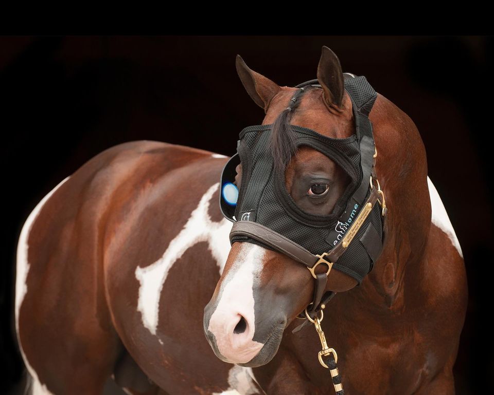 Are YOU ready for summer show season?
Some body condition benefits of the Equilume masks:
🔹Increased muscle mass
🔹Utilization of stored fat
🔹Extending peak performance
Contact a member of our team to discuss further.equilume.com/equilume-conta…