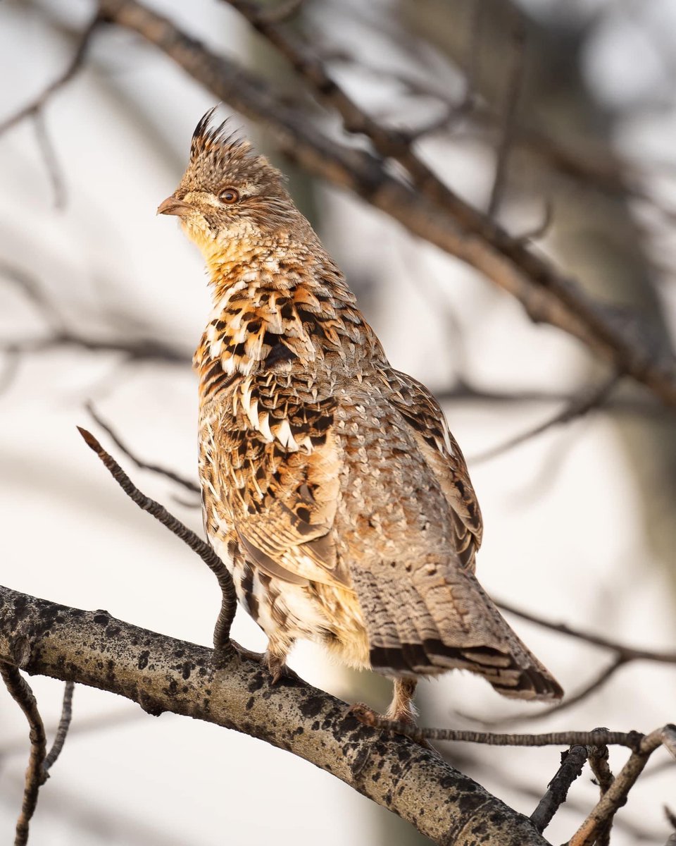 NenaBaker4's tweet photo. WHOSE THIS GUY?..
#Ruffed Grouse🦜
#Bird of Alberta Canada🇨🇦🦜
#Nature #Photography https://t.co/PpDVbdvpQu