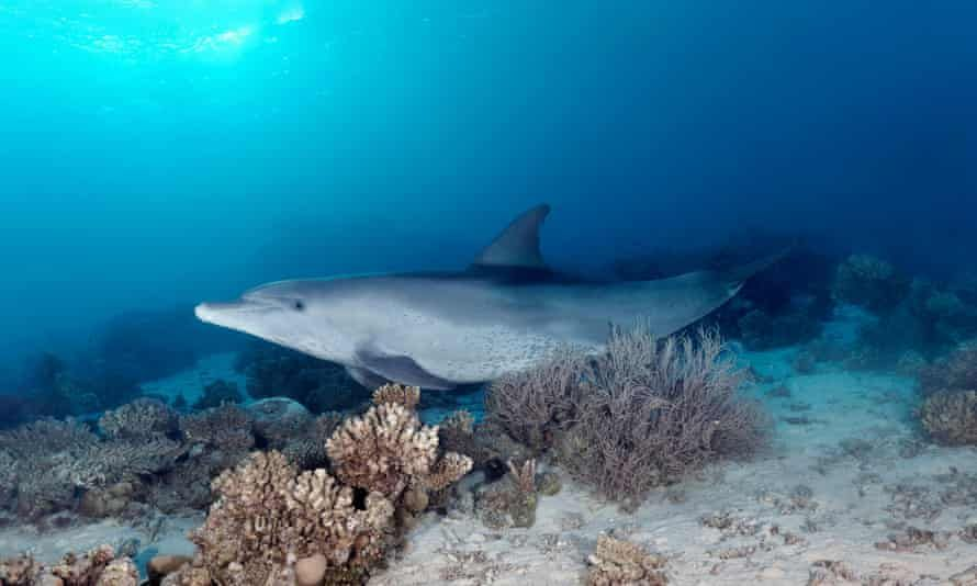 wildbehav's tweet photo. ¡QUE LOS DELFINES SE AUTOMEDICAN! Te cuento 🧵

Aviso: No vayas ahora a usar la excusa de que “los delfines también lo hacen” para automedicarte, que nos conocemos. https://t.co/2AfW9y59kx