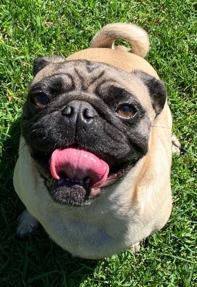 Hot1027News's tweet photo. Coming up later in the news... An Assembly of Pugs! Find out where you can hug a pug this Sunday. #HugAPug #Pug #Puggie #PugLove #PugRescueSA https://t.co/hcYDqVe1ql
