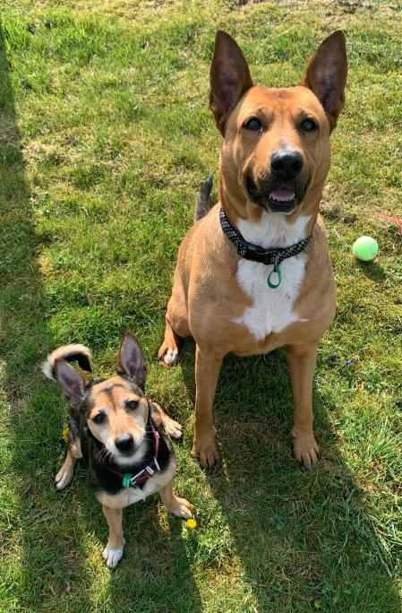 Please retweet to help Narla and Luna find a home #LINCOLNSHIRE  #England 

Bonded pair ages 6 and 7, they enjoy cuddles and walks. They can live with children aged 11+ and possibly with a dog friendly cat😺✅

DETAILS or APPLY👇
jerrygreendogs.org.uk/adopt-a-dog
#dogs #pets #animals