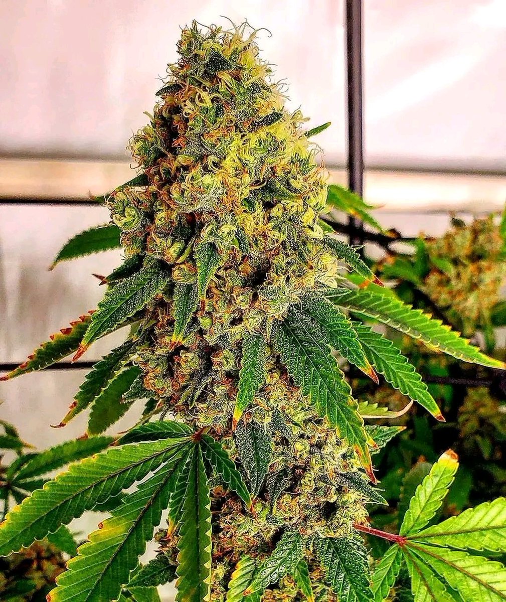 California 🍊orange