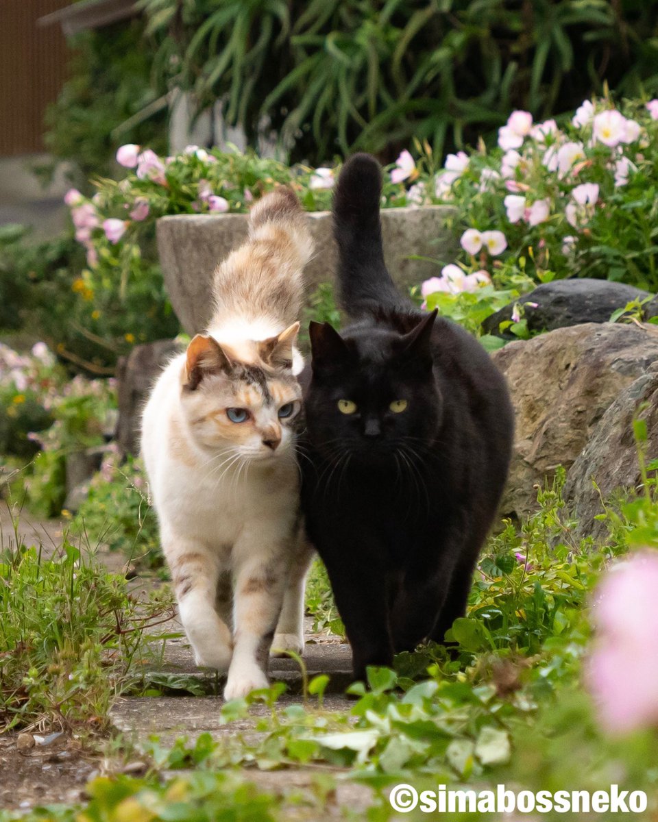 ふくとあんこちゃん😸😸✨ Fuku & Anko❣️