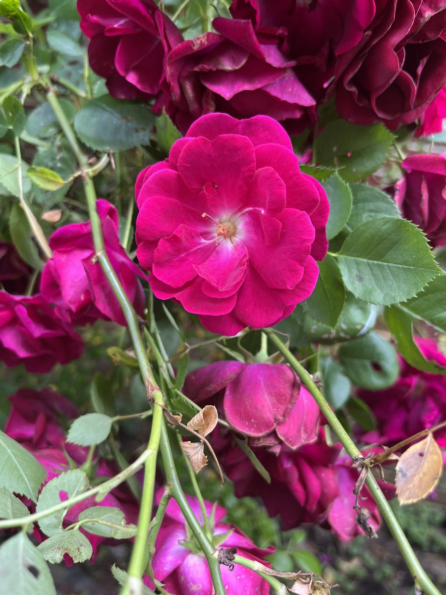 Olivia Bailey tweet media