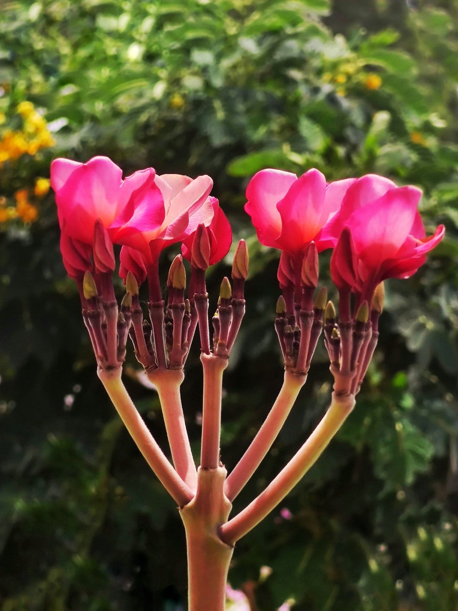 HasanBardal's tweet photo. پلومریای قرمز که گیاه کمیابی محسوب می‌شه.
#RedFrangipani
#PlumeriaRubra https://t.co/tM3Qe4bjWm
