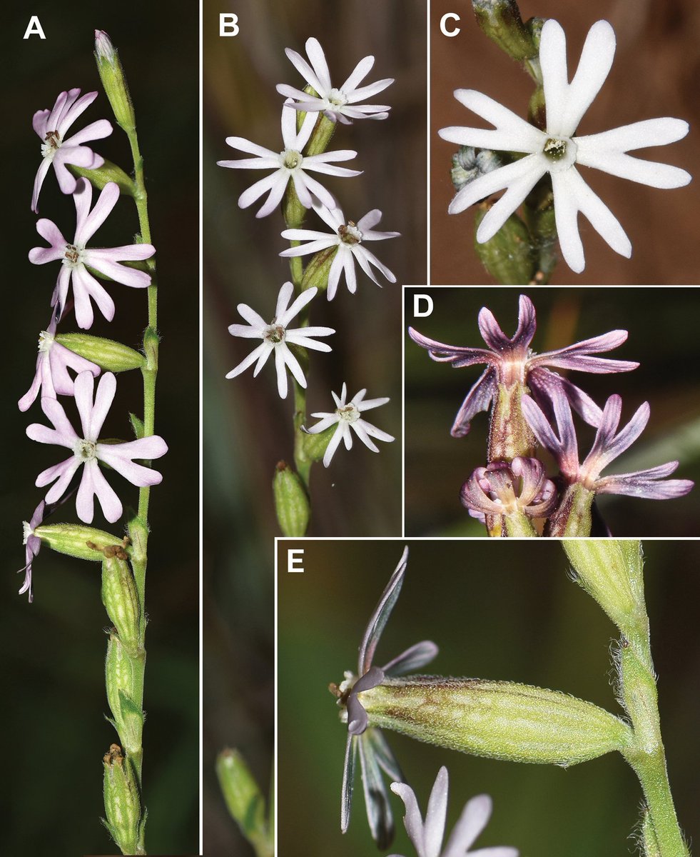 PhytoKeys's tweet image. This study provides distinction between the #catchfly taxa Silene neglecta, S. nocturna, S. martinolii and S. mutabilis, based on macromorphological features and Scanning Electron Microscopy (SEM) observations of hairs and seeds.

Read more: doi.org/10.3897/phytok…