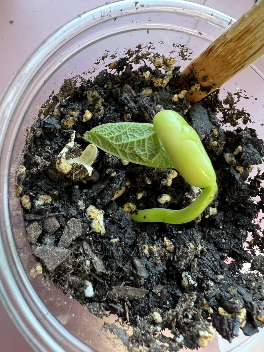 ms_devitto's tweet photo. From seed to sprout! 🌿#thirdgrade #science @RobertsvilleES @MTPSNJ https://t.co/W0zF0QAzMe