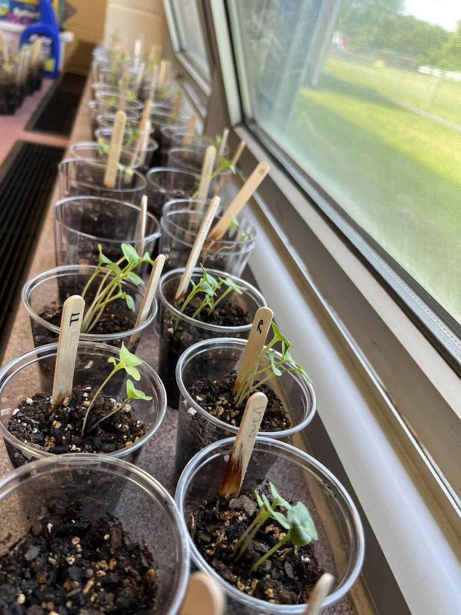 ms_devitto's tweet photo. From seed to sprout! 🌿#thirdgrade #science @RobertsvilleES @MTPSNJ https://t.co/W0zF0QAzMe