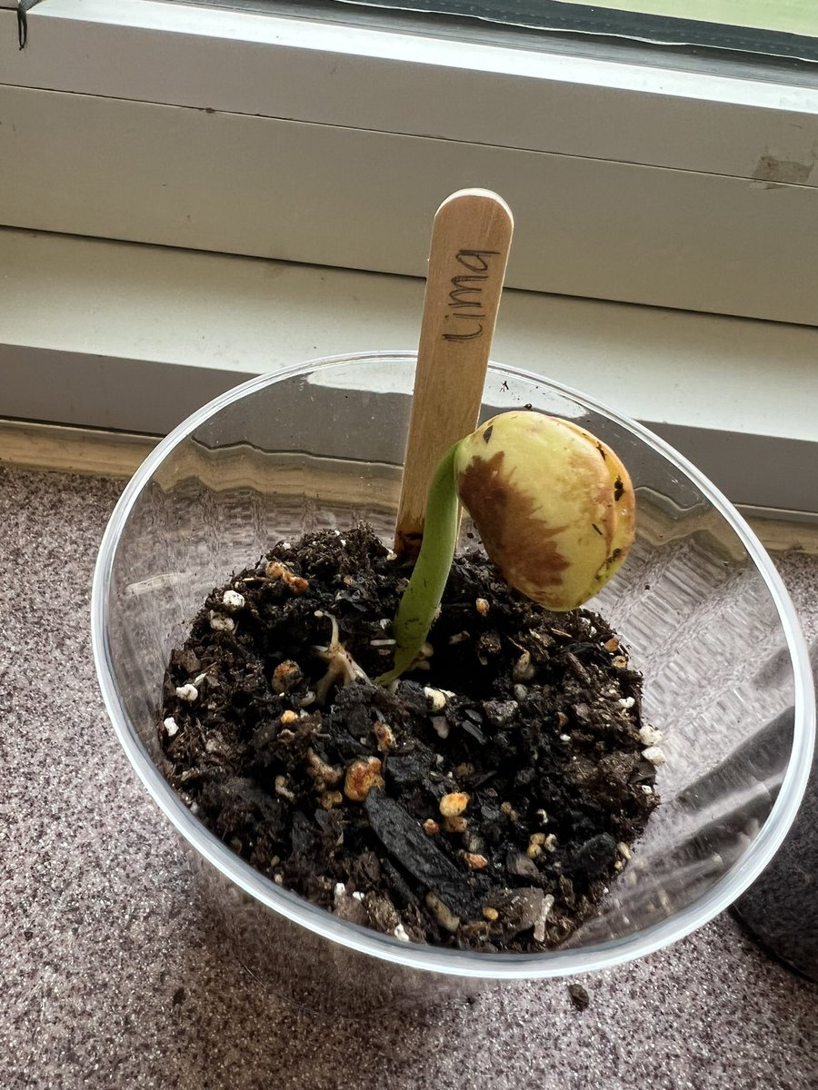 ms_devitto's tweet photo. From seed to sprout! 🌿#thirdgrade #science @RobertsvilleES @MTPSNJ https://t.co/W0zF0QAzMe