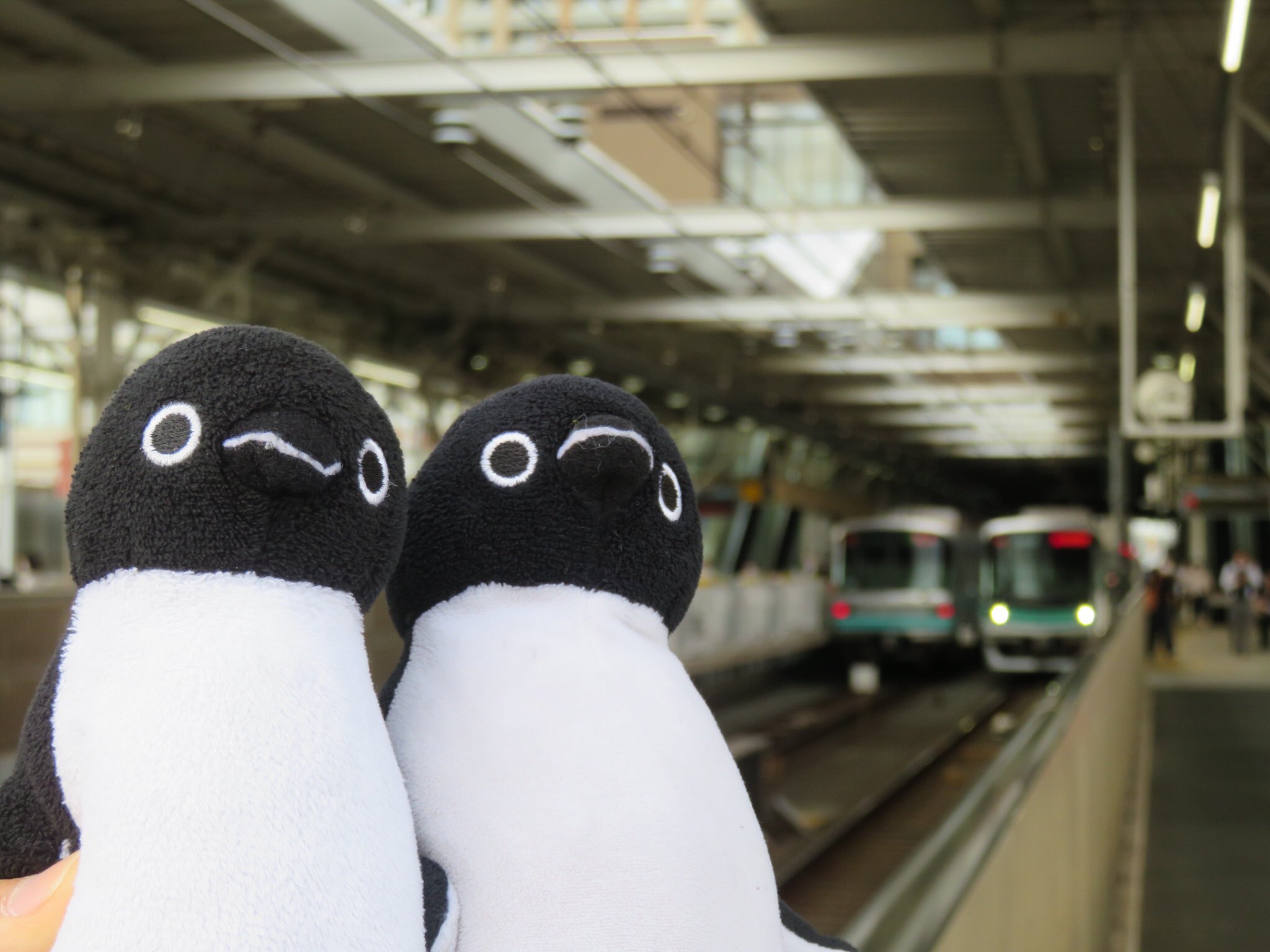 スイカペンギン中毒者y Ysuicapennginn Twitter
